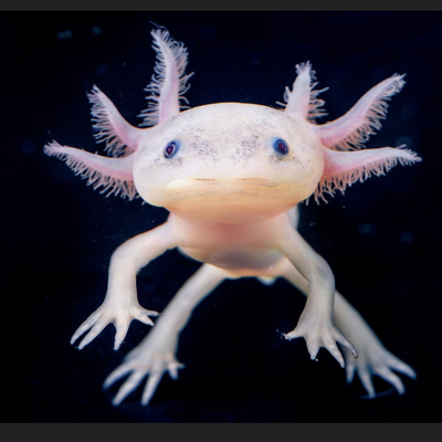 mikabe@social.anoxinon.de