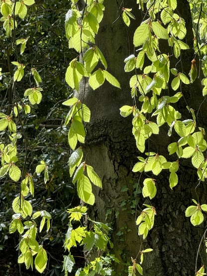 Junge Blätter an herab hängenden Zweigen leuchten hell in der Sonne