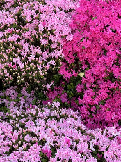 Eine Nahaufnahme von rosafarbenen Azaleenblüten in verschiedenen Schattierungen mit sichtbaren Knospen und Blättern.

A close-up of pink azalea flowers in varying shades with visible buds and foliage.