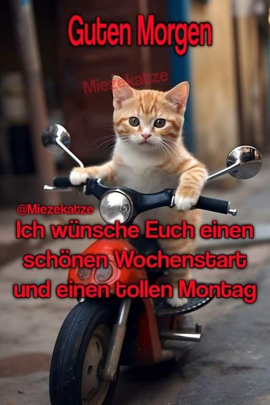 Ein roter Kater auf einem Motorrad. Dazu steht: Guten Morgen   Ich wünsche Euch einen schönen Wochenstart und einen tollen Montag 

@Miezekatze