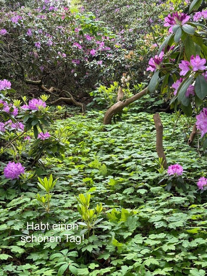 Üppiger Garten mit violetten Rhododendronblüten und grünem Laub, mit dem Text 