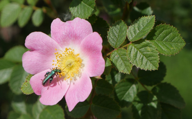 Das Foto zeigt ein metallisch-glänzendes Insekt, welches auf einer rosa Blüte mit gelbem Blütenstand sitzt, im Hintergrund sind grüne Blätter