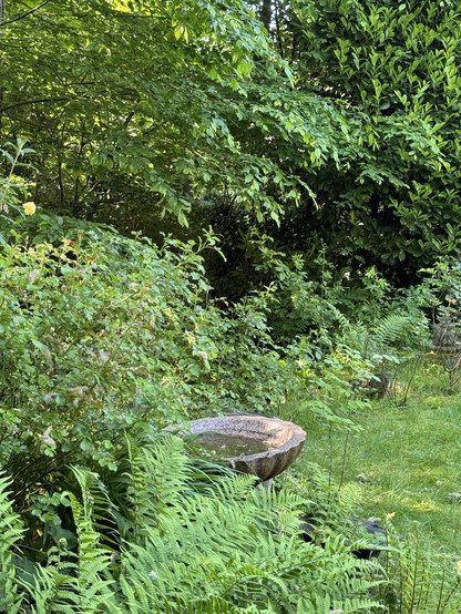 Vogeltränke umgeben von Farn im Garten. Dichtes Blattwerk darüber 

Stone birdbath surrounded by green ferns and dense foliage in a garden.