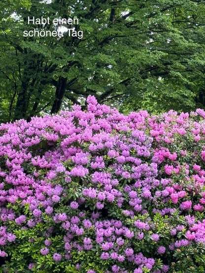 Ein großer, blühender Rhododendron nimmt zwei Drittel des Bildes ein. Dahinter stehen große Bäume.