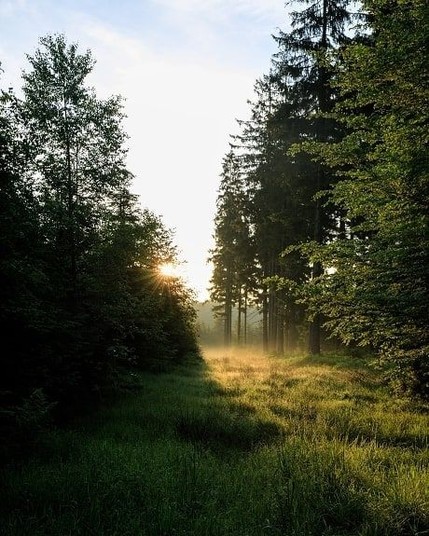 Lang gezogene Waldlichtung, hinter den Bäumen lässt sich die Morgensonne erahnen, vorwiegend blauer Himmel 
Foto Repost auf Pinterest