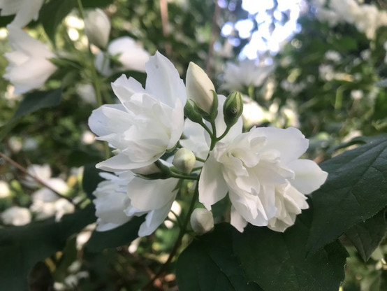 Weiße Blüten des Jasmins in unserem Garten