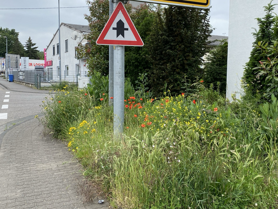 Blühende wilde Ecke rund um ein Vorfahrtstraßen-Schild