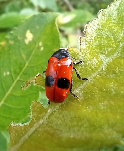 Kleiner roter länglicher Käfer mit zwei grossen schwarzen Punkten auf einem  Blatt der Salweide
