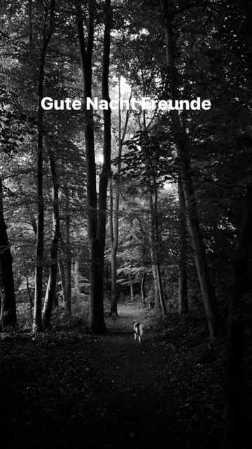A black and white photo of a forest with a dog walking on a path. Text overlay reads 