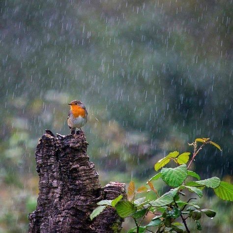 Ein Rotkehlchen sitzt auf einem Baumstumpf im Regen, rechts unten im Bild ein paar grüne Zweige.
Robin in the rain, 