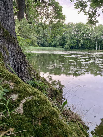 Ein großer Teich mit einem bemoosten Baum im Vordergrund und Spiegelungen von Schilf und Bäumen 