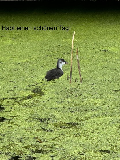 A solitary bird floating on a pond covered in green algae, with the text 