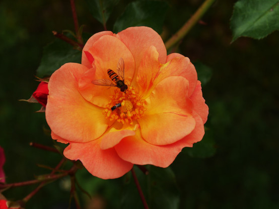 Das Foto zeigt eine Rosenblüte in rosa, die Blüten-Mitte ist gelb und es sitzen zwei Insekten auf der Blüte. Der Hintergrund ist dunkelgrün.