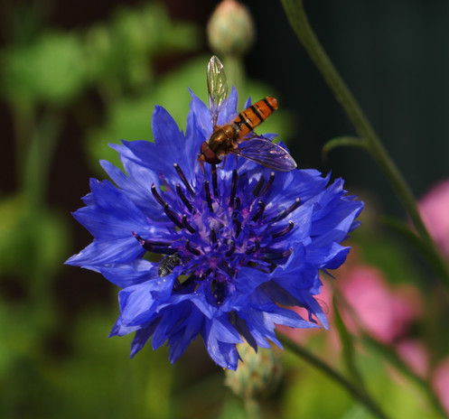 Das Foto zeigt eine kleine Wespe auf einer leuchtend blauen Blüte.