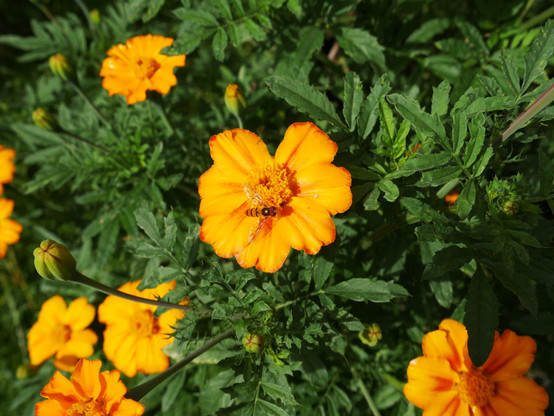 Das Foto zeigt orangene Blüten vor grünen Blättern. Eine Blüte ist in Zentrum, auf dieser sieht eine kleine Wespe.
