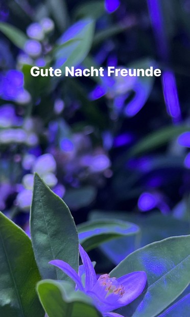 Zitronenbaum Blüten unter UV Licht. Ein Schriftzug sagt: “Gute Nacht Freunde“
