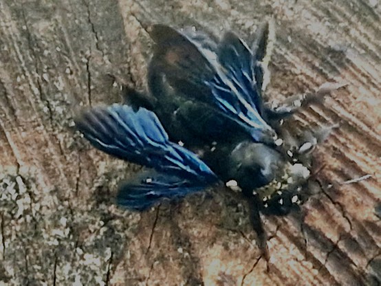 Holzbiene mit ihren blau schimmernden Flügeln, die eigentlich eingeklappt sind.