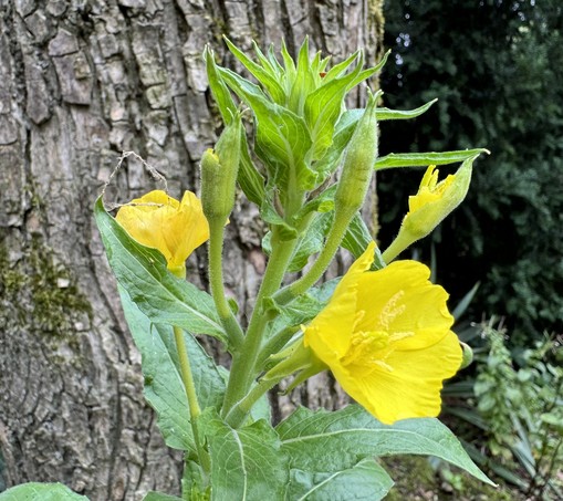 Pflanze mit gelben Blüten in unserem Garten vor dem Stamm einer Ulme. 