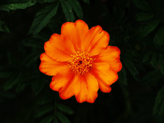 Das Foto ist bearbeitet. Man sieht eine sehr leuchtend-orangene Blüte vor dunkelgrünem Hintergrund, in dem Blätter zu einer Fläche verschwinden.