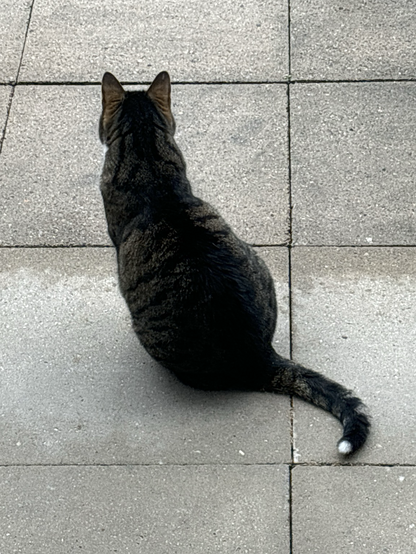 Die Katze Juli hockt auf den Bodenplatten der Terrasse. Sie zeigt ihren Rücken und blickt auf den Nieselregen. Eine Reihe Platten ist nass. Sie hockt auf den trockenen. 