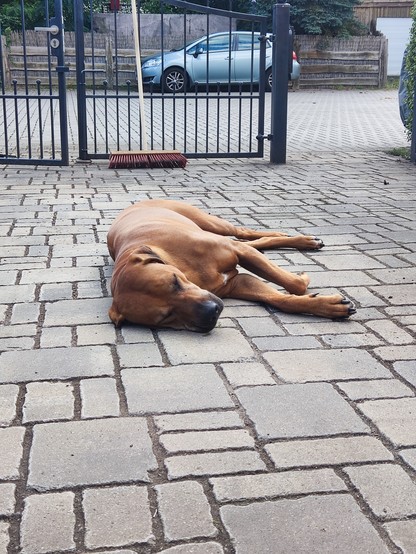 Hund liegt auf dem Pflaster in der Sonne
