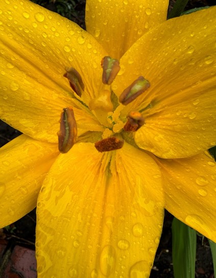 Close-up of a yellow flower with rain droplets on its petals.

Nahaufnahme einer gelben Blume mit Regentröpfchen auf ihren Blütenblättern.