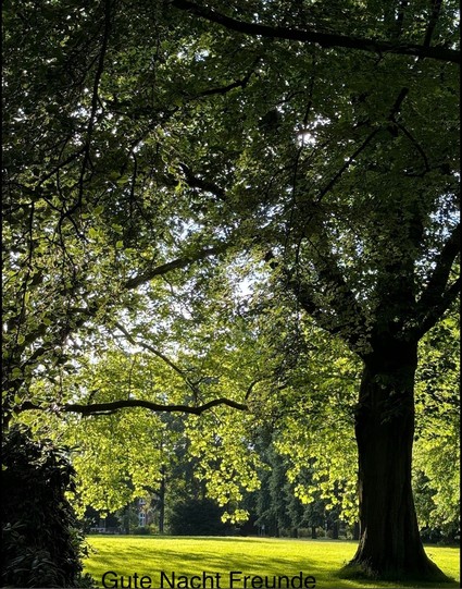 View of a large tree with sunlight filtering through the leaves in a park. Text at the bottom reads 