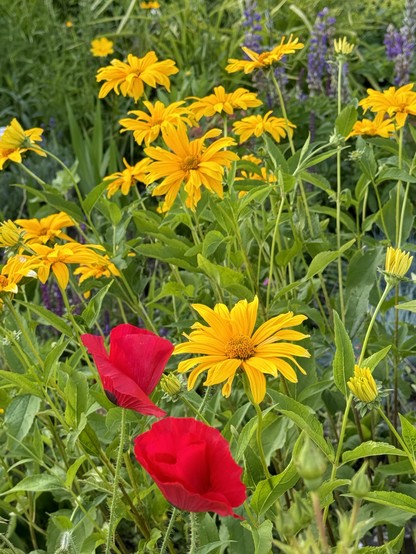 A vibrant garden scene featuring yellow flowers and red poppies among green foliage.

Eine lebendige Gartenszene mit gelben Blumen und roten Mohnblumen unter grünem Laub. Rechts im Hintergrund sieht man noch blaue Lupinen.