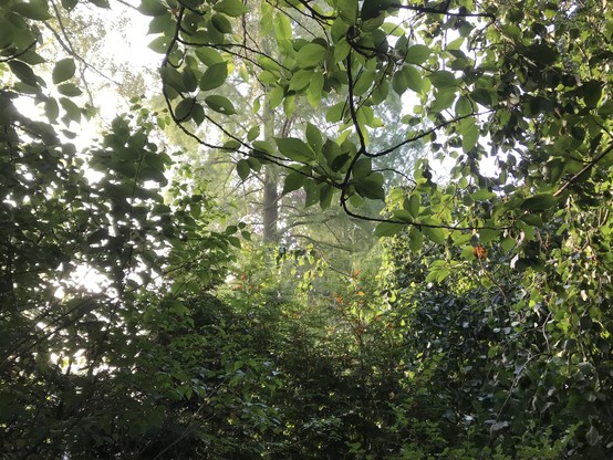 Blick durch grüne Zweige im Garten