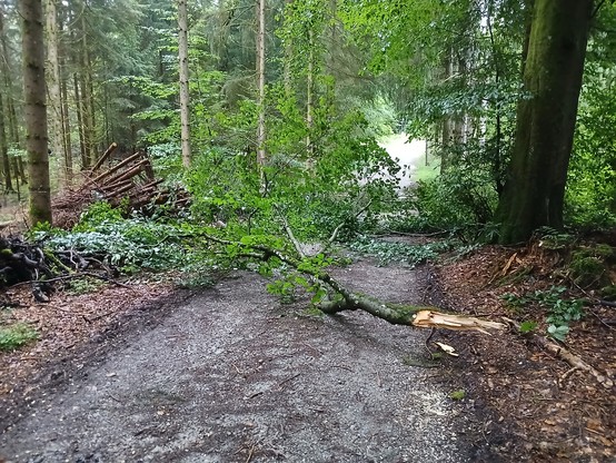 ein vom Sturm abgerissener grosser Ast liegt  auf dem Waldweg