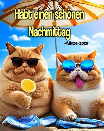 Zwei Katzen mit Sonnenbrille am Strand unterm Sonnenschirm. Eine hat einen Lutscher in det rechten Vorderpfote. Dazu steht:

Habt einen schönen Nachmittag 

@Miezekatze