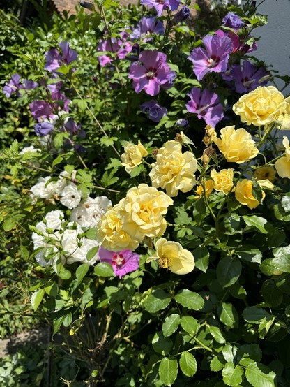 A garden with blooming yellow roses, purple hibiscus flowers, and white roses amidst green foliage.

Ein Garten mit blühenden gelben Rosen, lila Hibiskusblüten und weißen Rosen inmitten von grünem Laub.