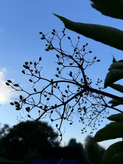 Silhouette of a plant with small buds against the backdrop of a clear blue sky.

Silhouette einer Pflanze mit kleinen Knospen vor dem Hintergrund eines klaren blauen Himmels.