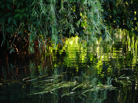 Ein experimentelles Foto, das schwer zu beschreiben ist. Im Prinzip zeigt es grüne Blätter und darunter Wasser, das von der Sonne angestrahlt wird und dass das Grün darüber reflektiert. Im Wasser sind auch Wasserpflanzen. Man muß einige Sekunden auf das Bild schauen und zu erkennen, das es nicht nur grünes Durcheinander ist.