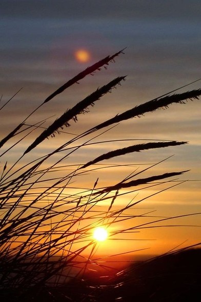 Sonnenuntergang, im Vordergrund Gräser und Getreide
