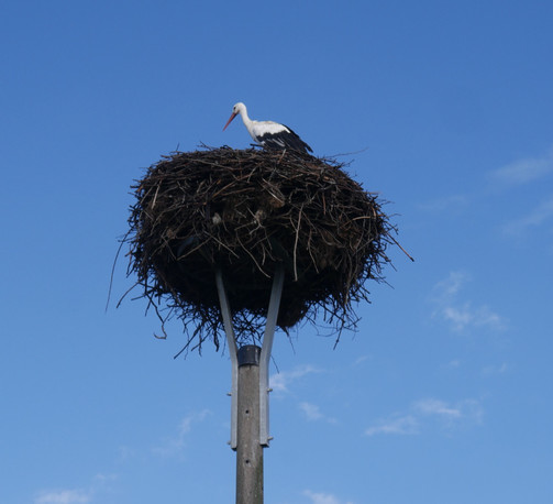 Ein Storch auf einem Nest auf einem Pfahl. Darüber strahlend blauer Himmel.