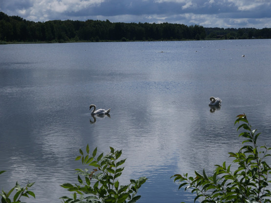 Landschaftsaufnahme von einem großen Teich- Es sind viele Schwäne erkennbar, davon zwei im Vodergrund. Am anderen Ufer ist Wald und die Sonne glitzert ein wenig im Teich.