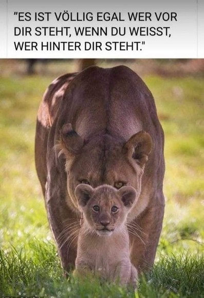 Ein Löwenbaby sitzt im Gras, dahinter steht seine Mutter, beide schauen direkt in die Kamera.
Text:

