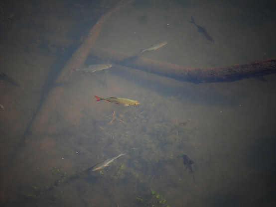 Das Foto zeigt insgesamt 6 Fische, die im klaren Wasser der Spree schwimmen, drum herum ein paar versunkene Äste. Einer der Fische hat auffällige rote Flossen.