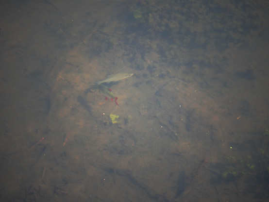 Zwei Fische im klaren Wasser der Spree, einer davon hat auffällige rote Flossen.
