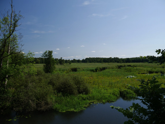 Das Foto zeigt eine sumpfige Landschaft im Spreewald. Im Vordergrund ein Fließ, dahinter Wiese und hinten Wald. Darüber blauer Himmel und kleine, weiße Wolken.