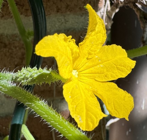 Gelbe Blüte einer Snackgurke
auf unserer Terrasse
