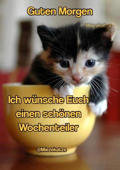 Ein kleines Kätzchen in einer Tasse. Dazu steht:

Guten Morgen 

Ich wünsche Euch einen schönen Wochenteiler 

@Miezekatze