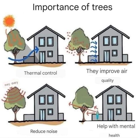 Weshalb Bäume wichtig sind:
+ Wärmekontrolle (inkl. Kühlung)
+ Luftverbesserung
+ Lärmreduktion
+ mentale Gesundheit