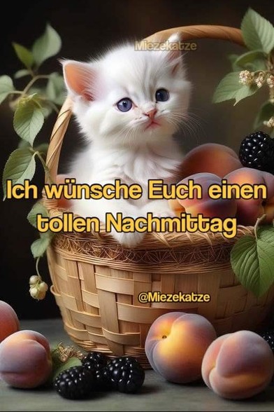 Ein Kätzchen im Korb mit Pfirsiche. Dazu steht:

Ich wünsche Euch einen tollen Nachmittag 

@Miezekatze
