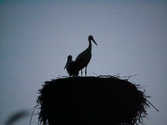Das Bild zeigt einen großen und einen kleinen Storch in einem Nest stehend. Die Aufnahme wurde spät am Abend gemacht und man kann die Vögel nur als Silouette erkennen.