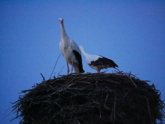 Das Foto zeigt einen großen Storch und einen kleinen Storch die in einem Storchennest stehen. Der große Storch blickt in Richtung Kamera.