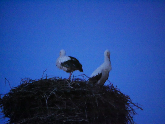 Das Foto zeigt einen großen Storch und einen kleinen Storch in einem Nest. Das Bild ist nach Sonnenuntergang kurz vor der Dunkelheit aufgenommen und von eher schlechter Qualität. Es sieht auch so aus, als hätten die Störche die Augen geschlossen.