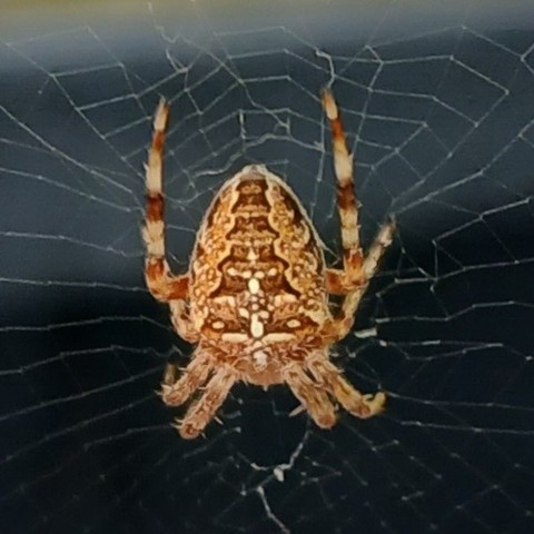 eine kleine Spinne sitzt im Zentrum ihres Netzes