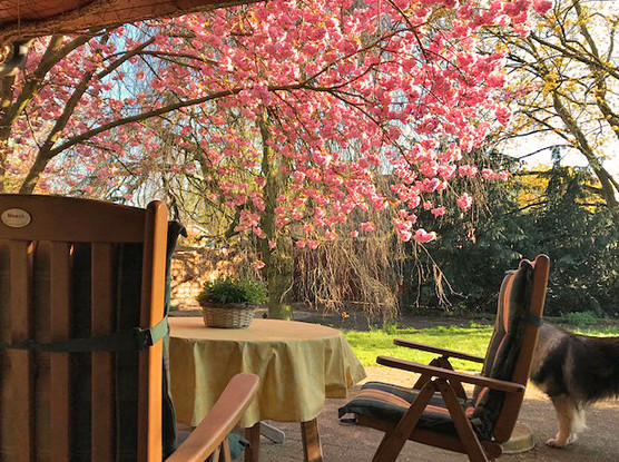 Gartenansicht im frühen April 2022 mit blühender Kirsche, noch nicht belaubten Bäumen im Hintergrund, im Vordergrund ein Tisch mit gelber Decke, darauf ein Blumenkörbchen, zwei Stühle,
rechts im Bild steht unser Balou, ein Eurasier